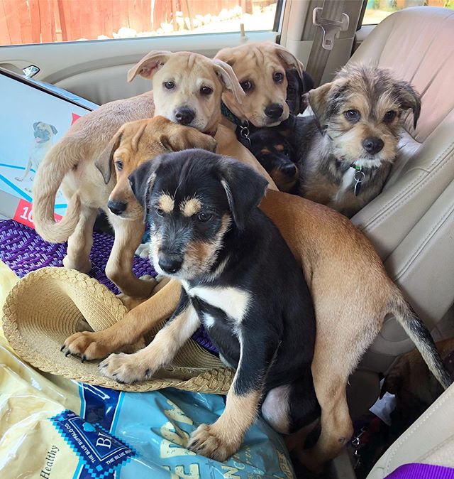 Getting them ready to head to their fosters!  These 9.5 week old pups are ready for adoption!  Fill out application on our website if interested💜
#adoptdontshop #puppiesofinstagram #mutts #muttpuppies #muttpuppiesarethebestpuppies #puppies