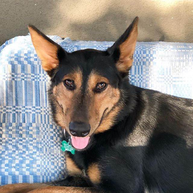 Jasmine needs a foster home- Southern CA.
She is a wonderful gal that is great with other dogs and has lived with cats!  She listens really well and is extremely loving.
She does need daily medication that we will supply the foster.
Please help her! 