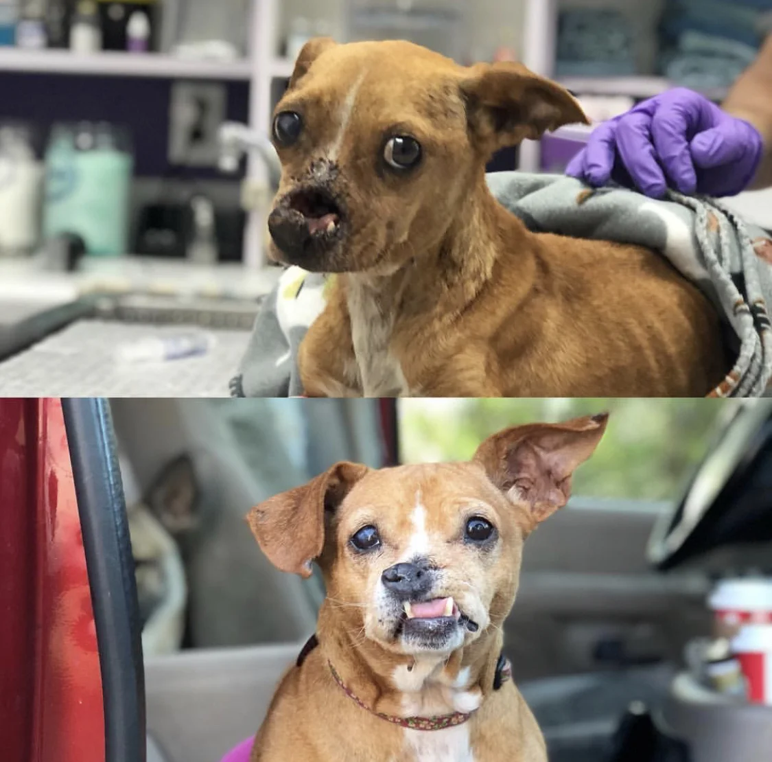 Mutt Scouts — Los Angeles Dog Rescue