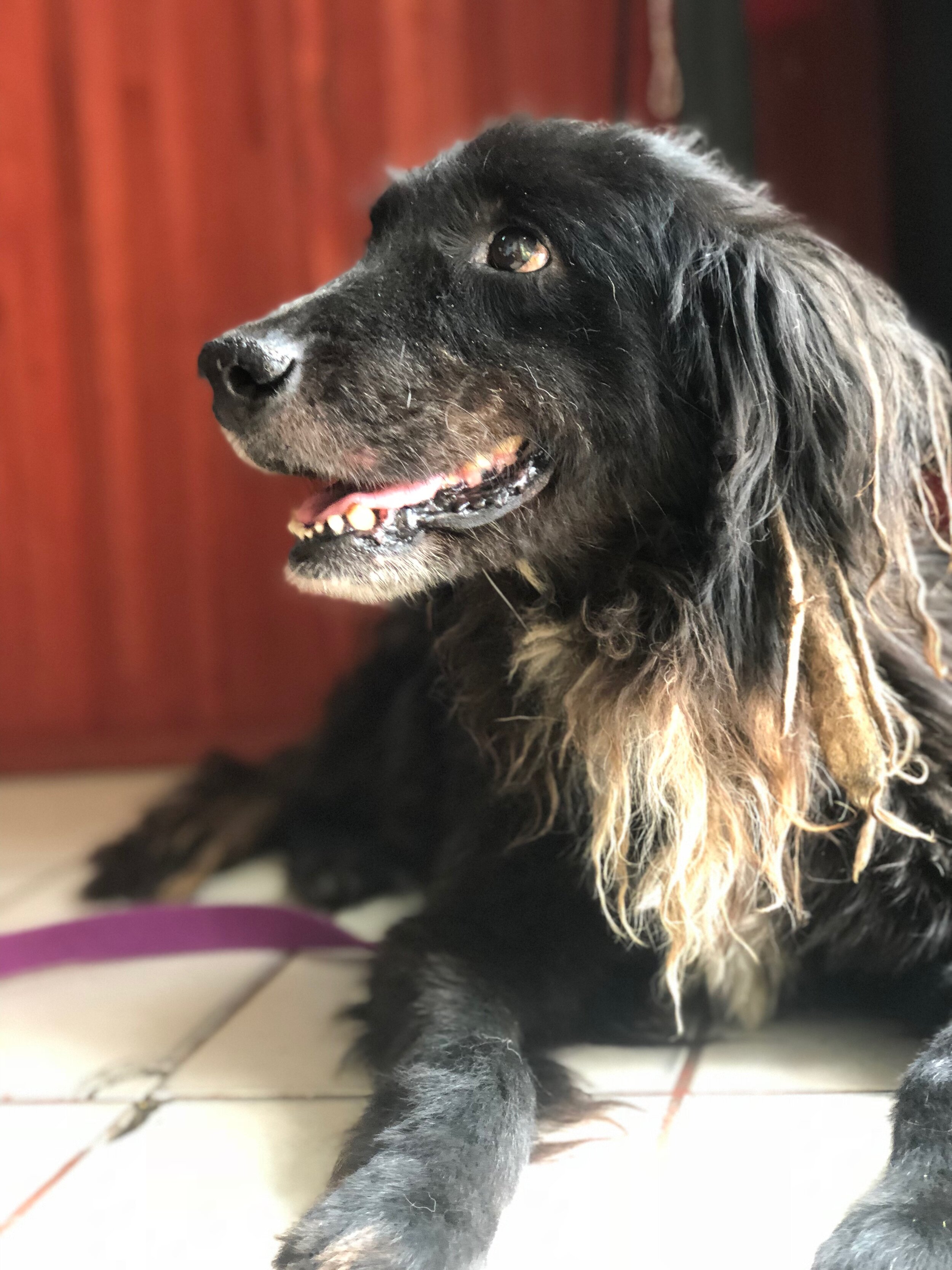 Groom Matted Dog.JPG