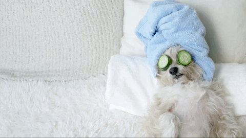 staycation.gif