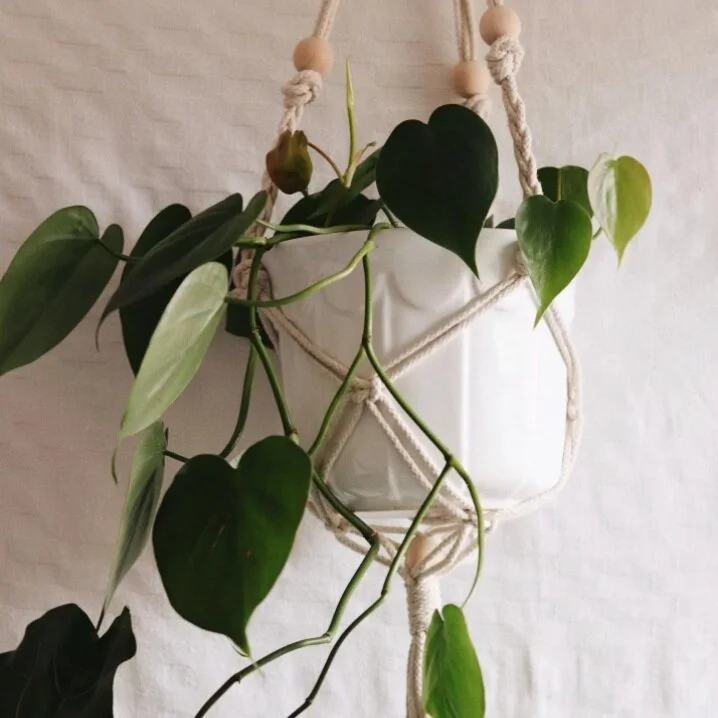 Gaining the Green Thumb The Best LowMaintenance Plants for College Students — University Girl