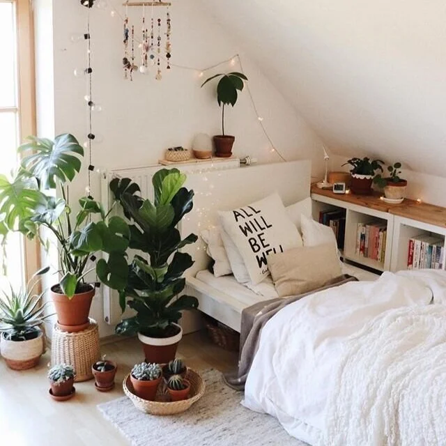 Gaining the Green Thumb: The Best Low-Maintenance Plants for College Students
