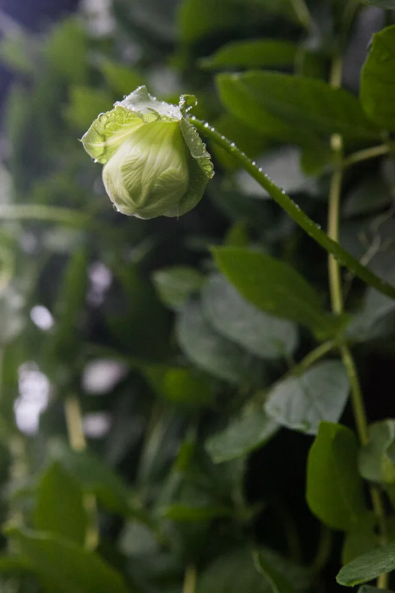 PlantProfile-3719.jpg