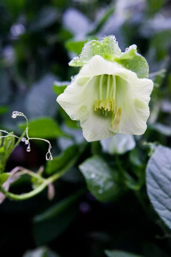 PlantProfile-3710.jpg