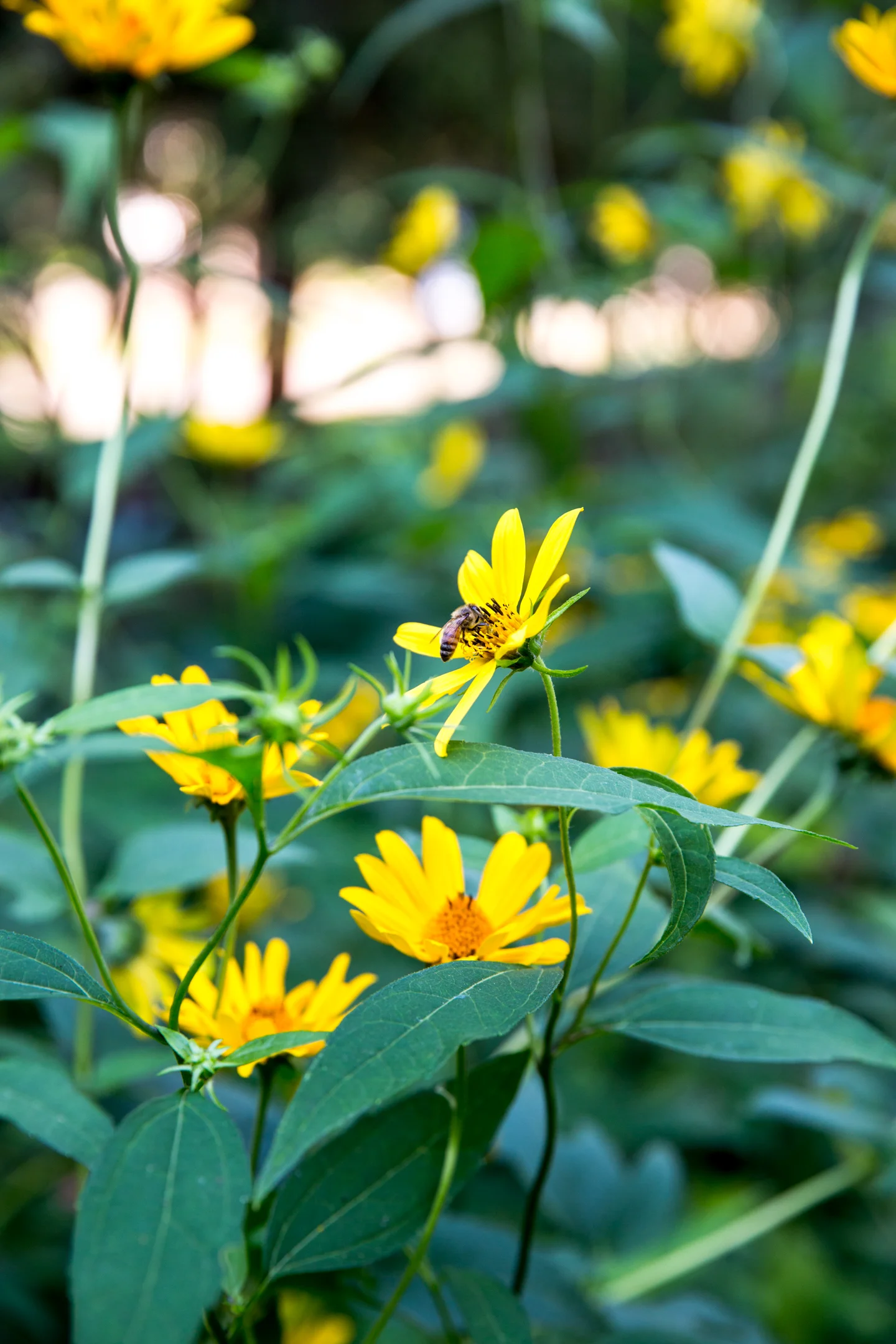Jedlicka-Native-Garden-29-WB-6178497.jpg