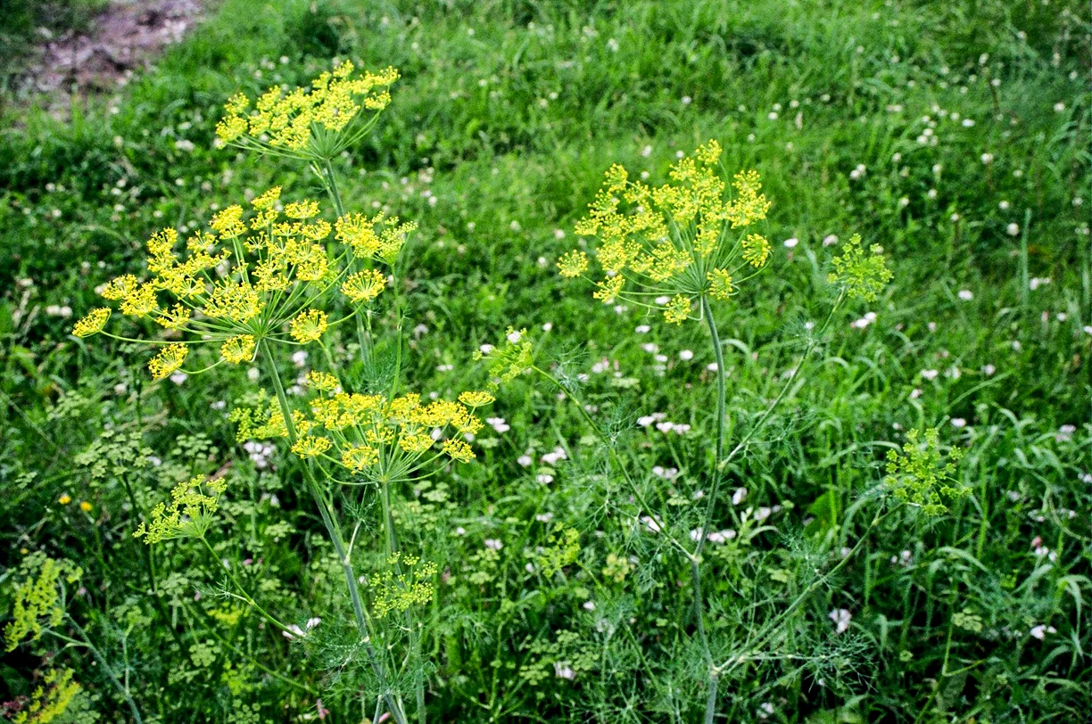 OLD FILM-38330021.jpg