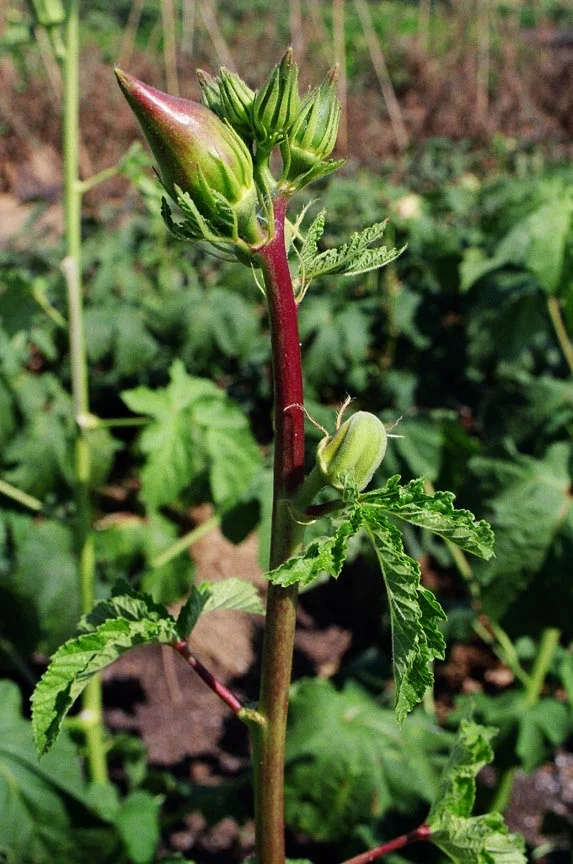 farm-05490019.jpg