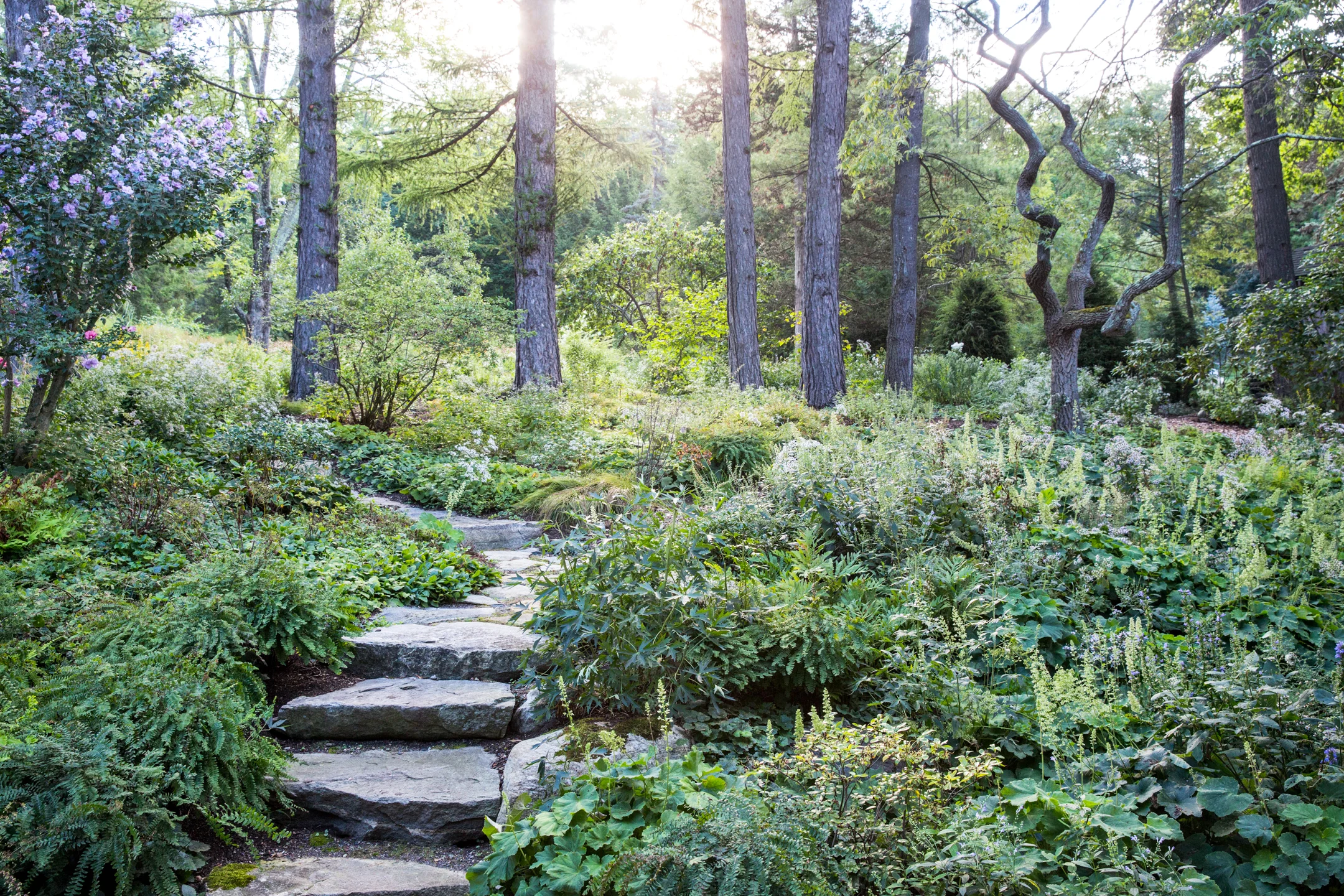 Jedlicka-Native-Garden-1-WB-6178497.jpg