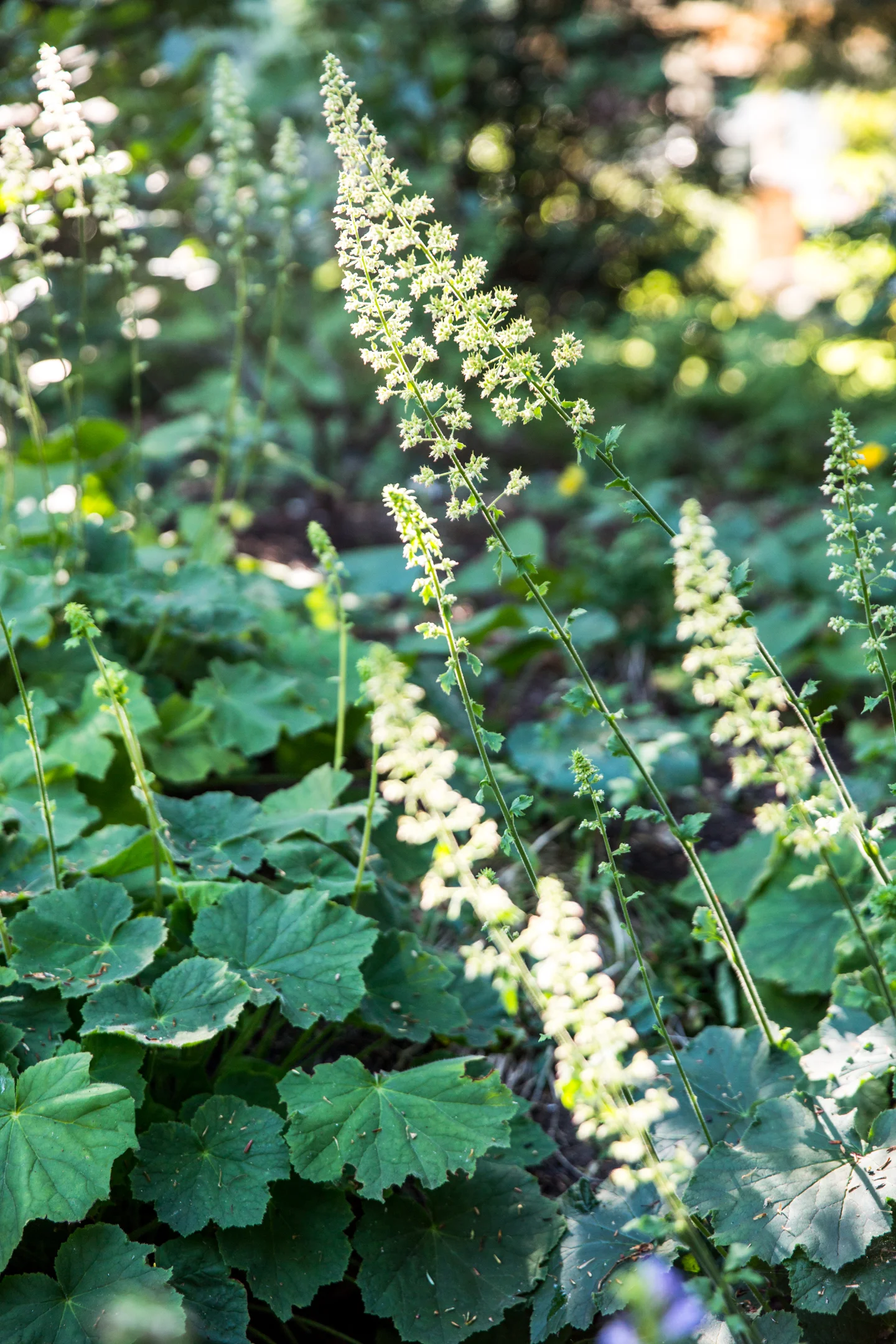 Jedlicka-Native-Garden-28-WB-6178497.jpg