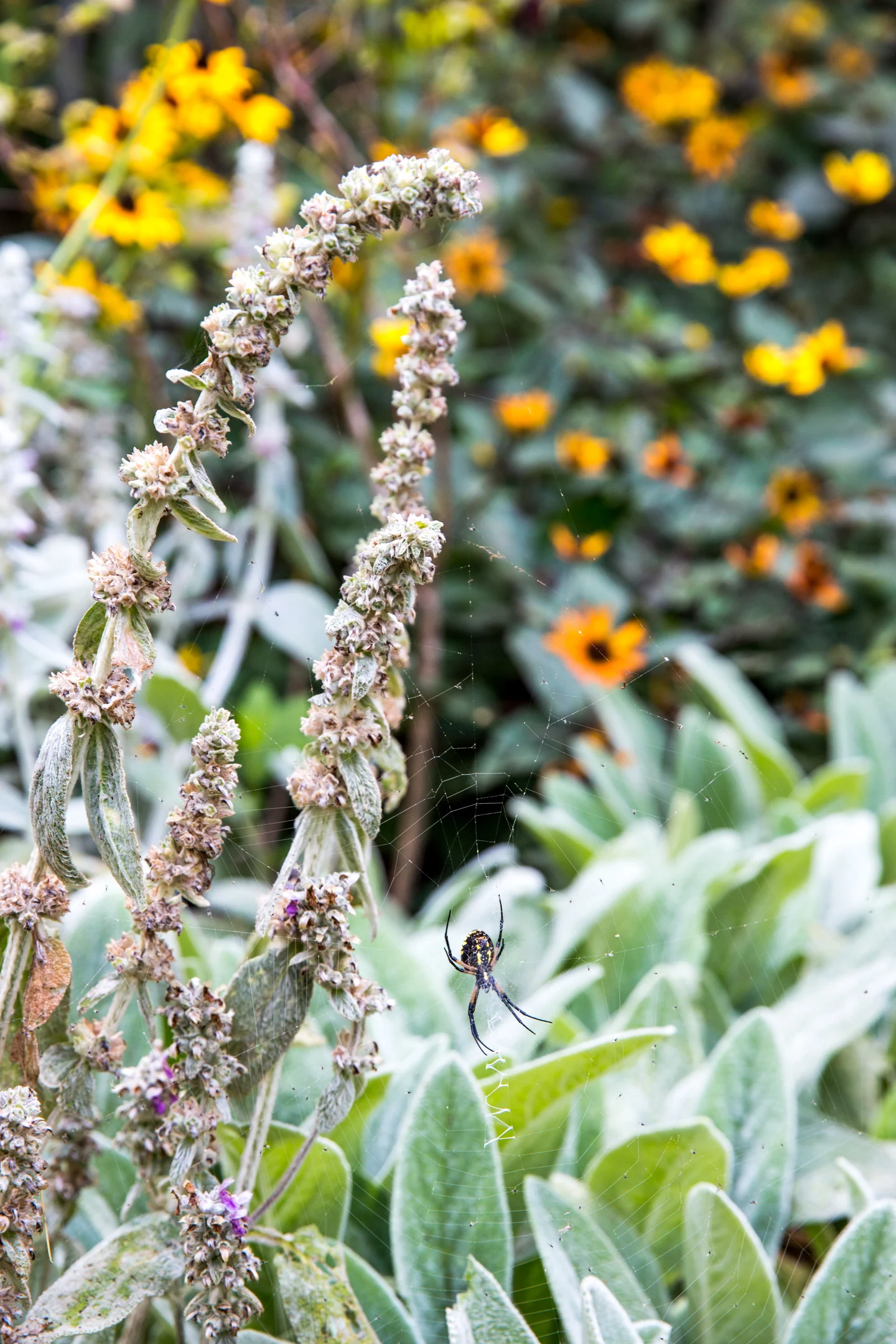 Jedlicka-Native-Garden-35-WB-6178497.jpg