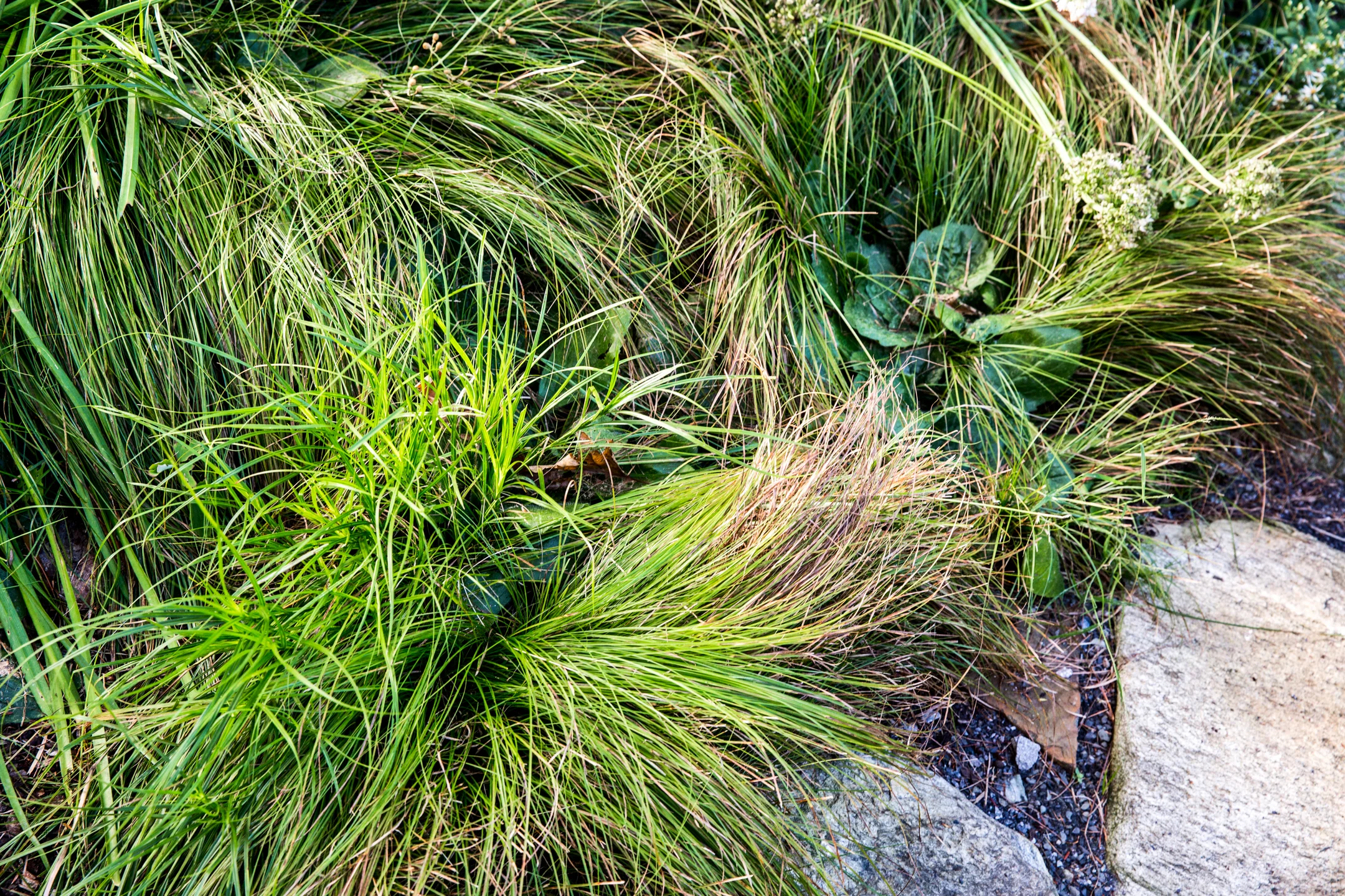 Jedlicka-Native-Garden-37-WB-6178497.jpg