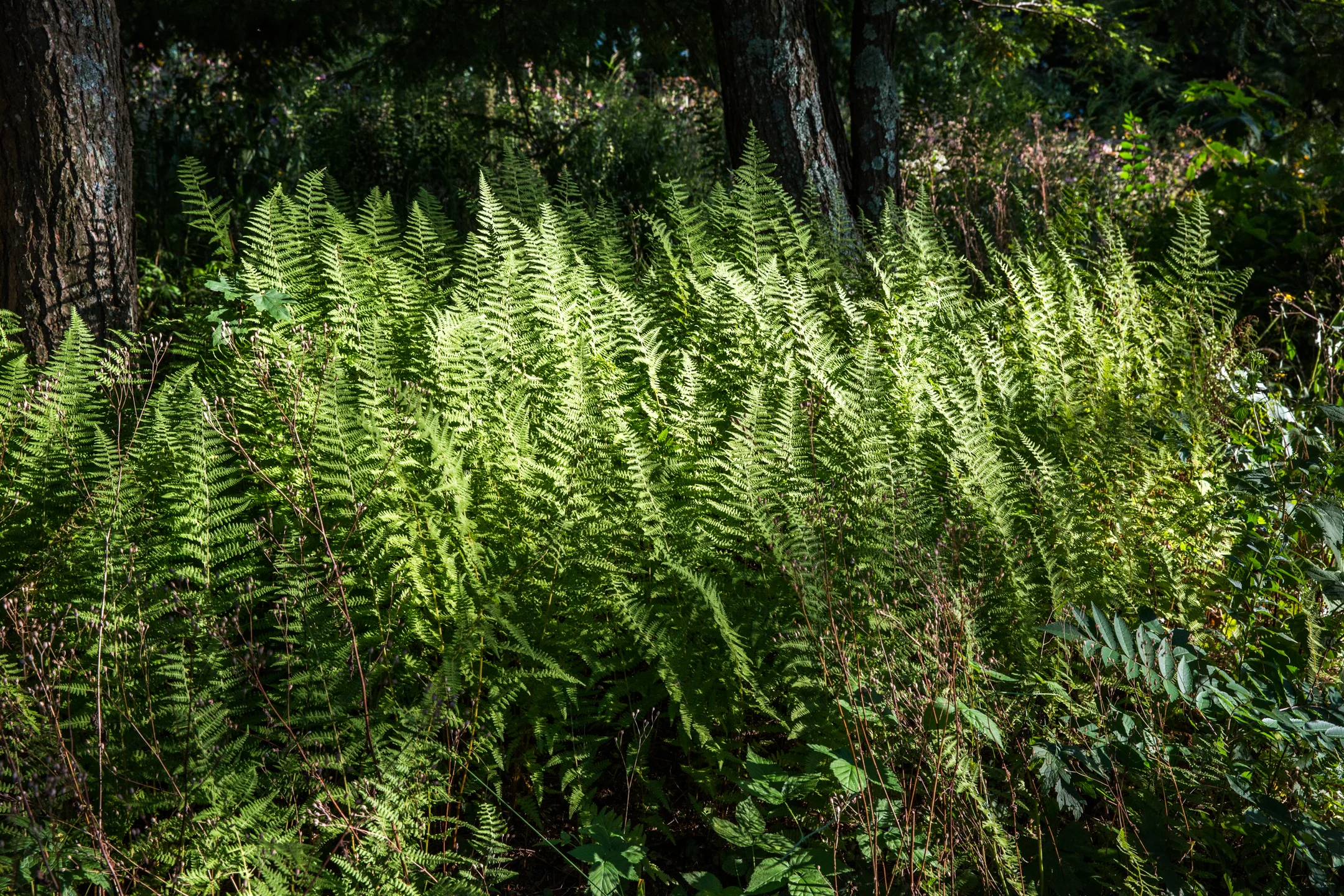 Jedlicka-Native-Garden-49-WB-6178497.jpg