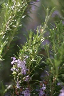 Rosemary.jpeg