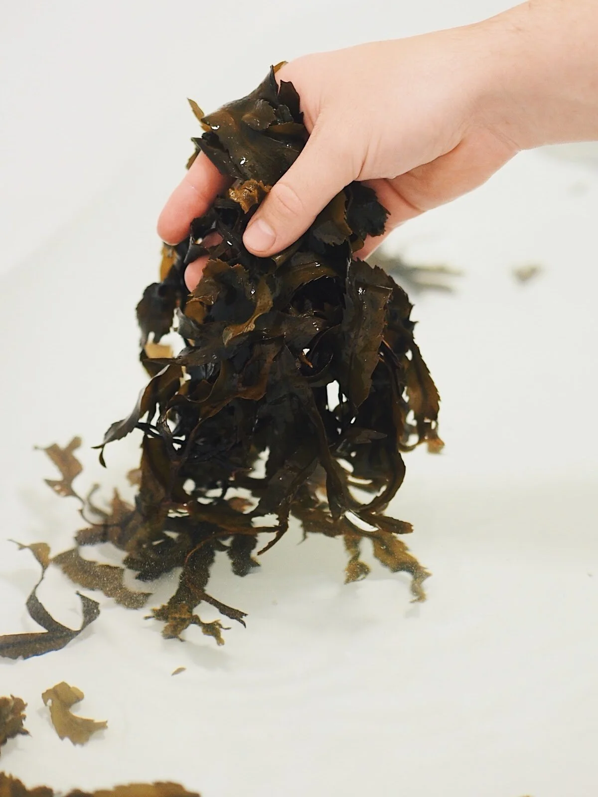 Why is Seaweed so Good for your Skin — Seatox