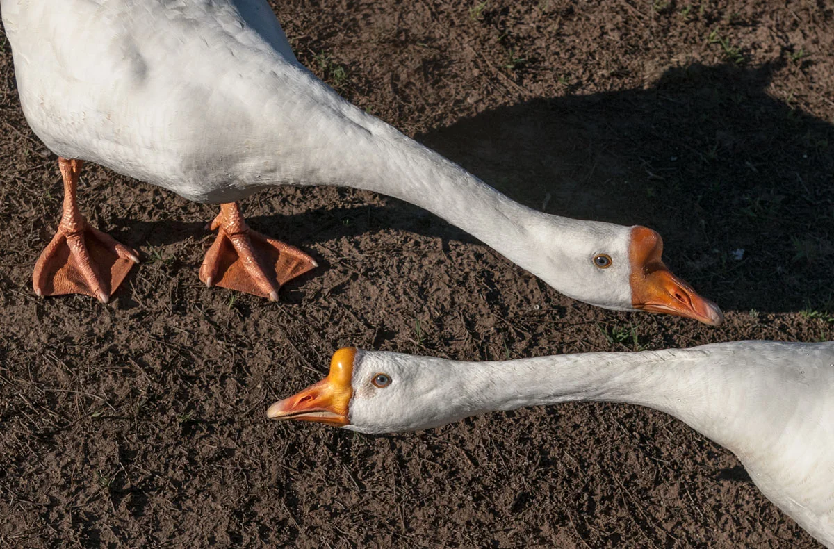 ducks-at-park_2.jpg