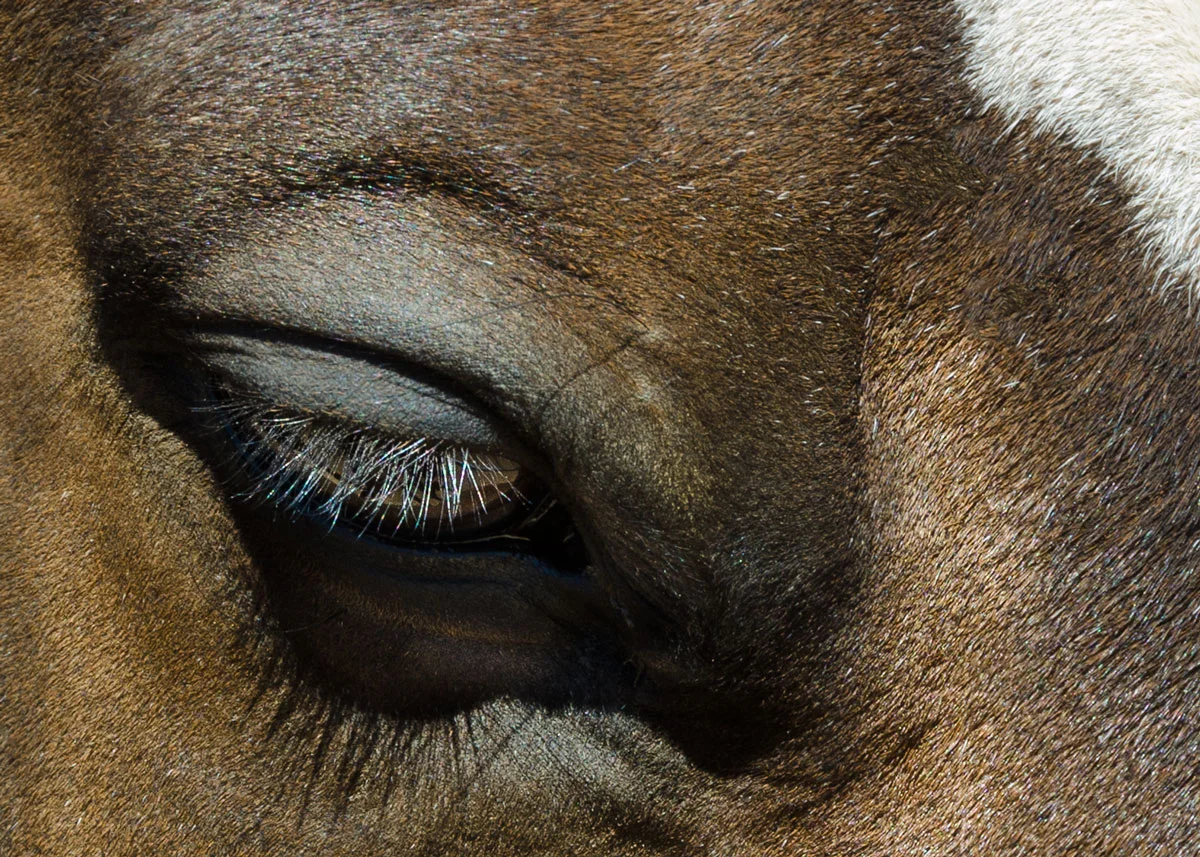 horse-eye.jpg