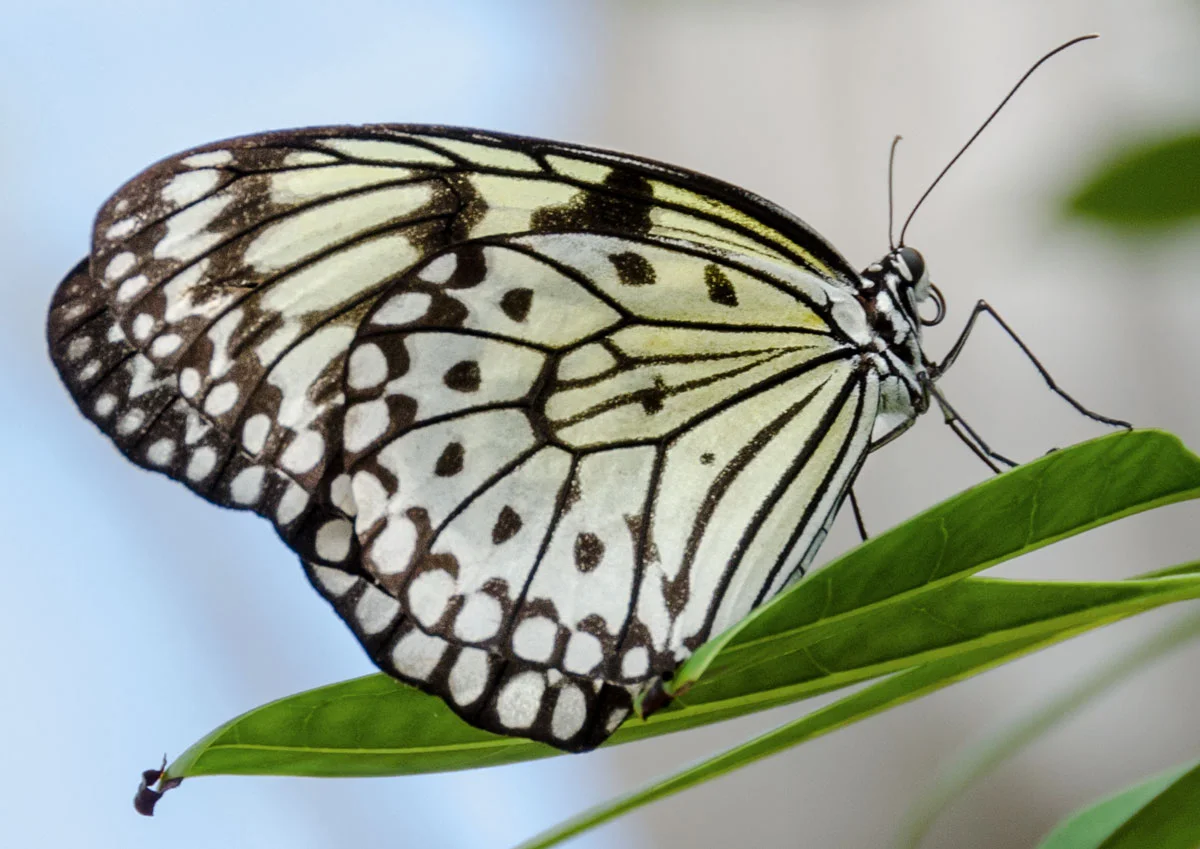 butterfly_2.jpg