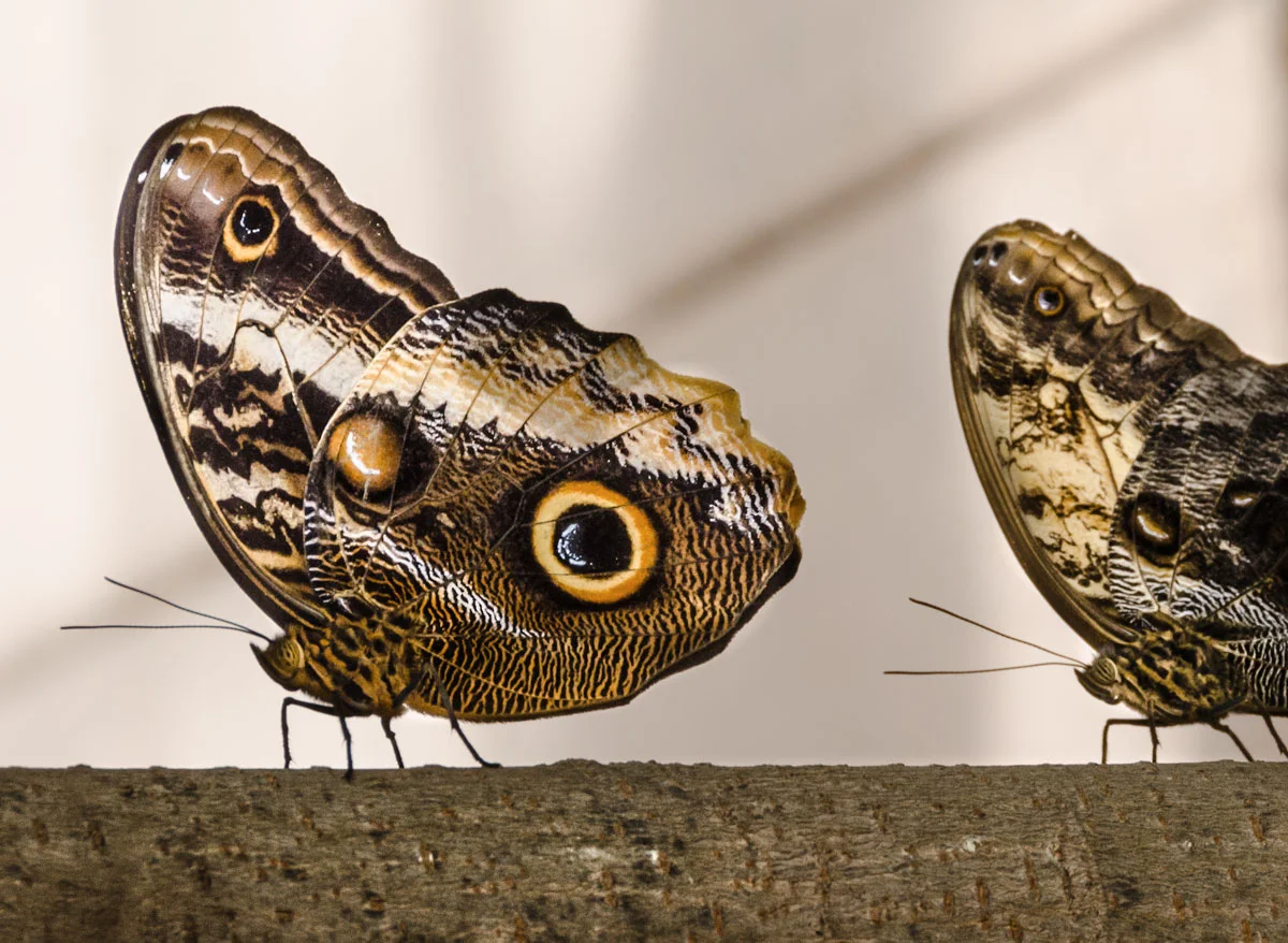 Butterflies_1.jpg