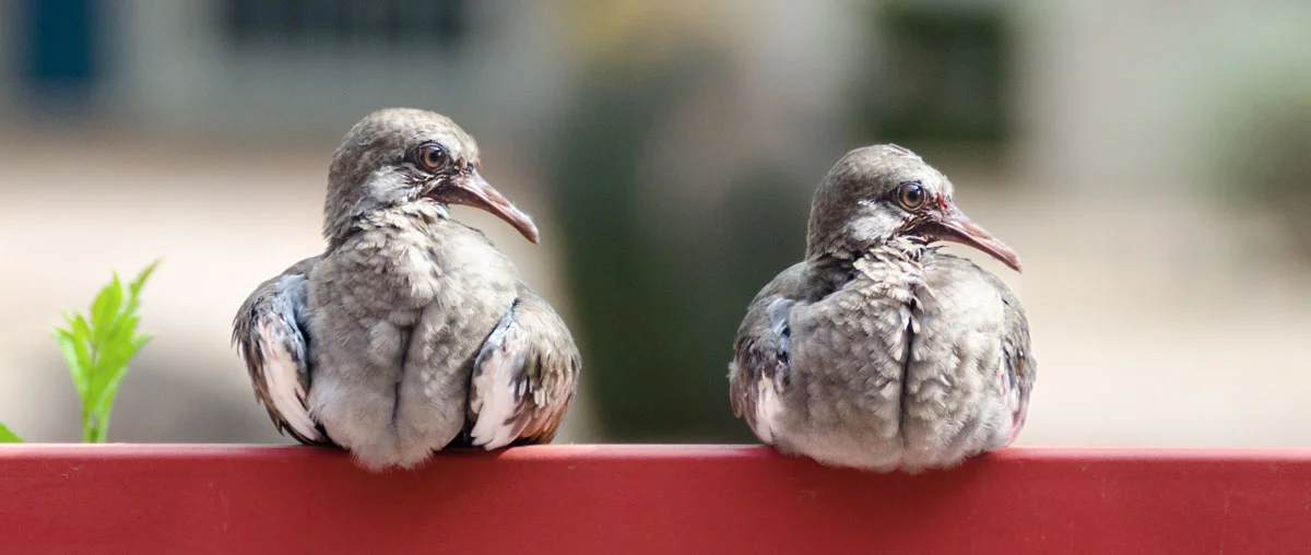 young-Mourning-Doves_1.jpg
