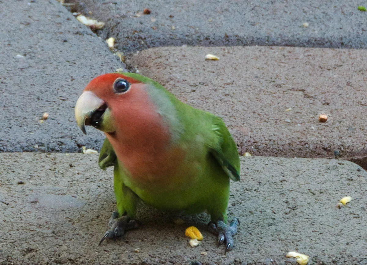 Patio-Parakeet.jpg