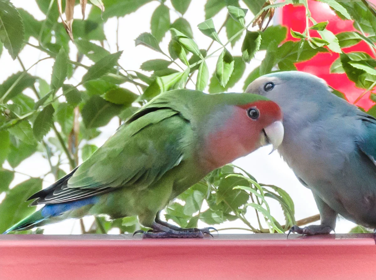 Patio-Parakeets_3.jpg
