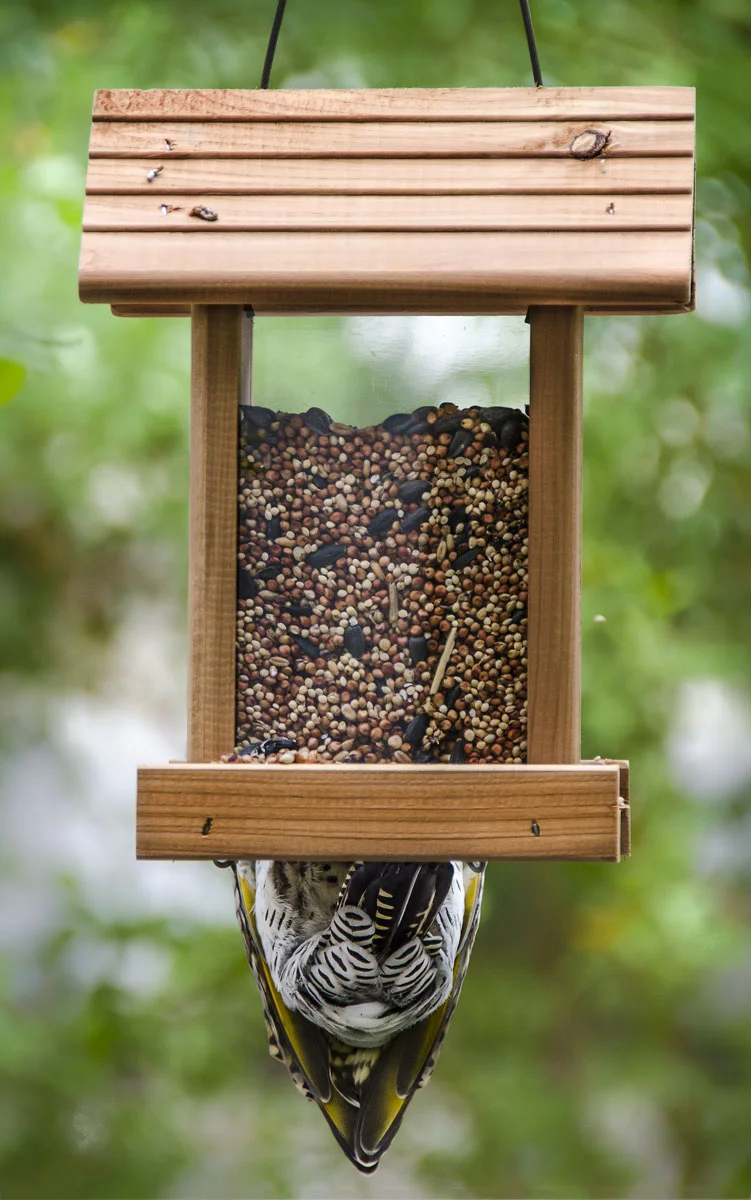 woodpecker.jpg