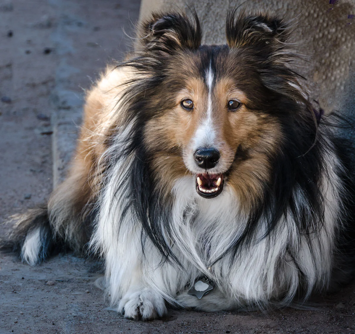 dog.jpg