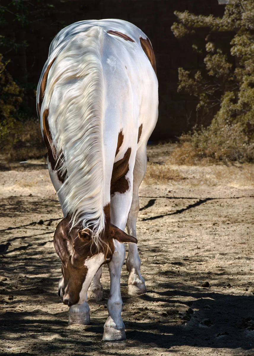 Palomino.jpg