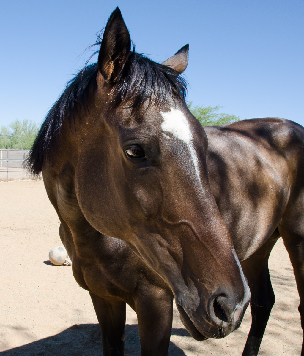 Homestretch-Horses_3.jpg