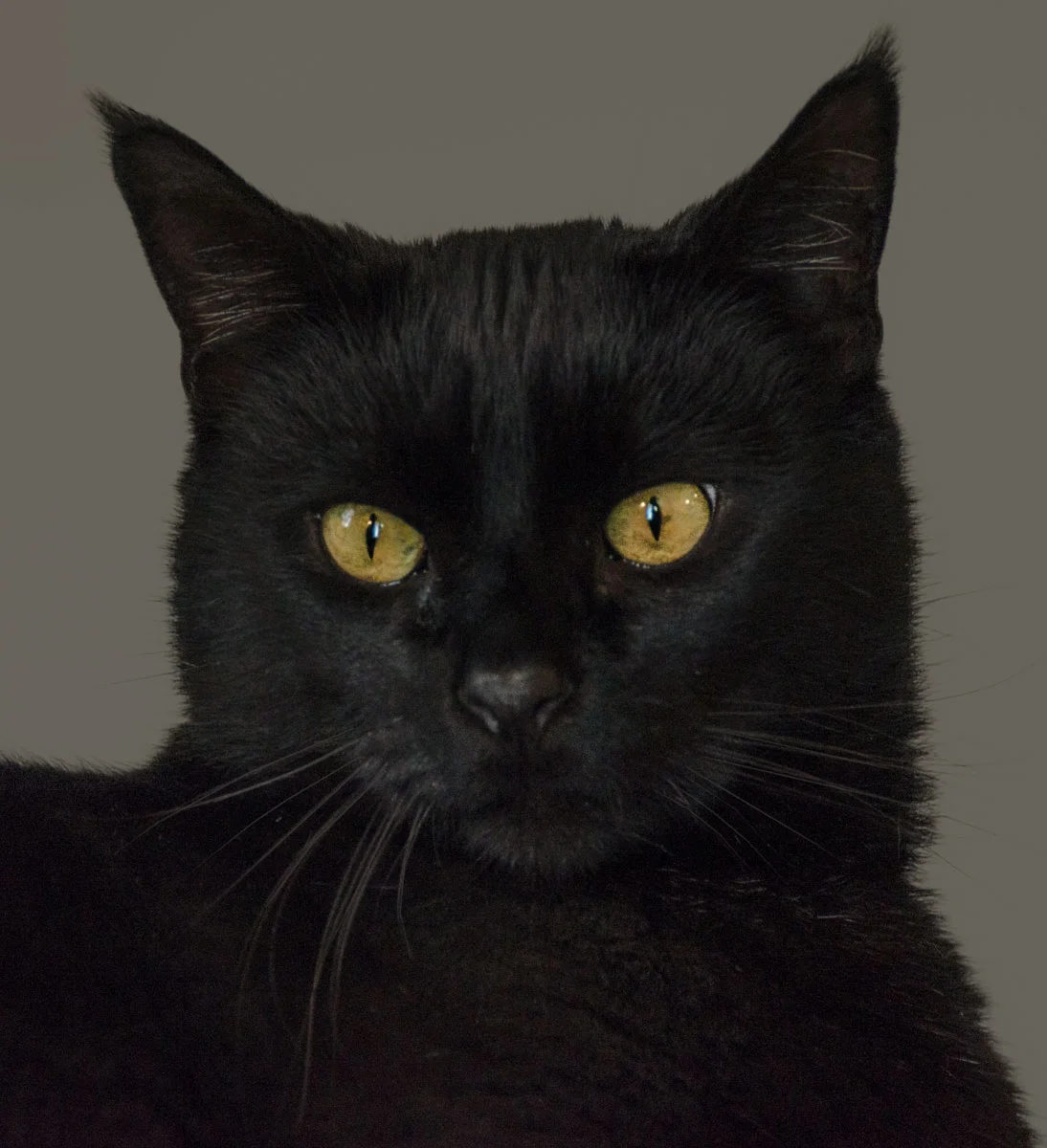 Gato.jpg