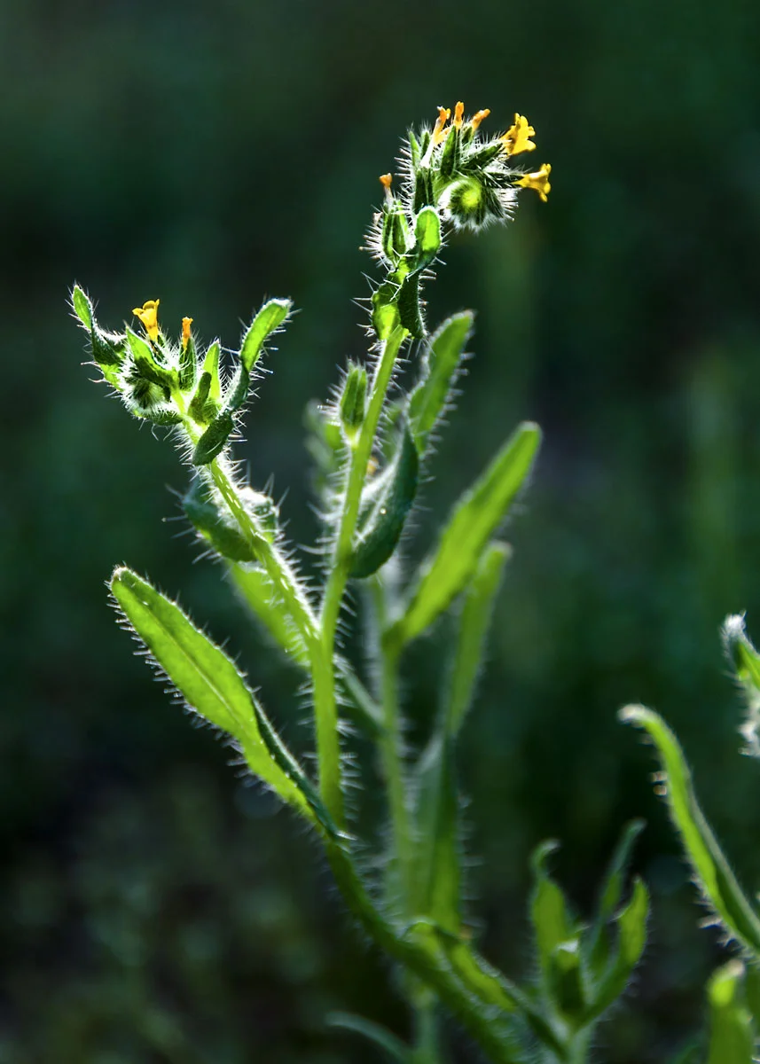 spring-desert-flowers.jpg