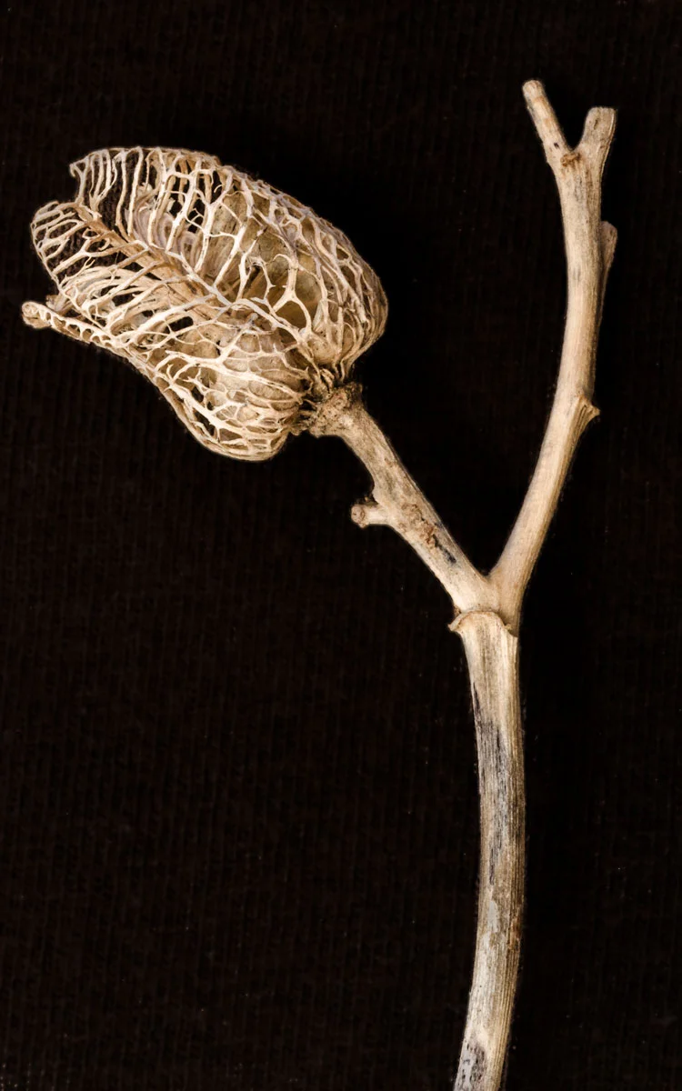 dried-plant-from-field.jpg