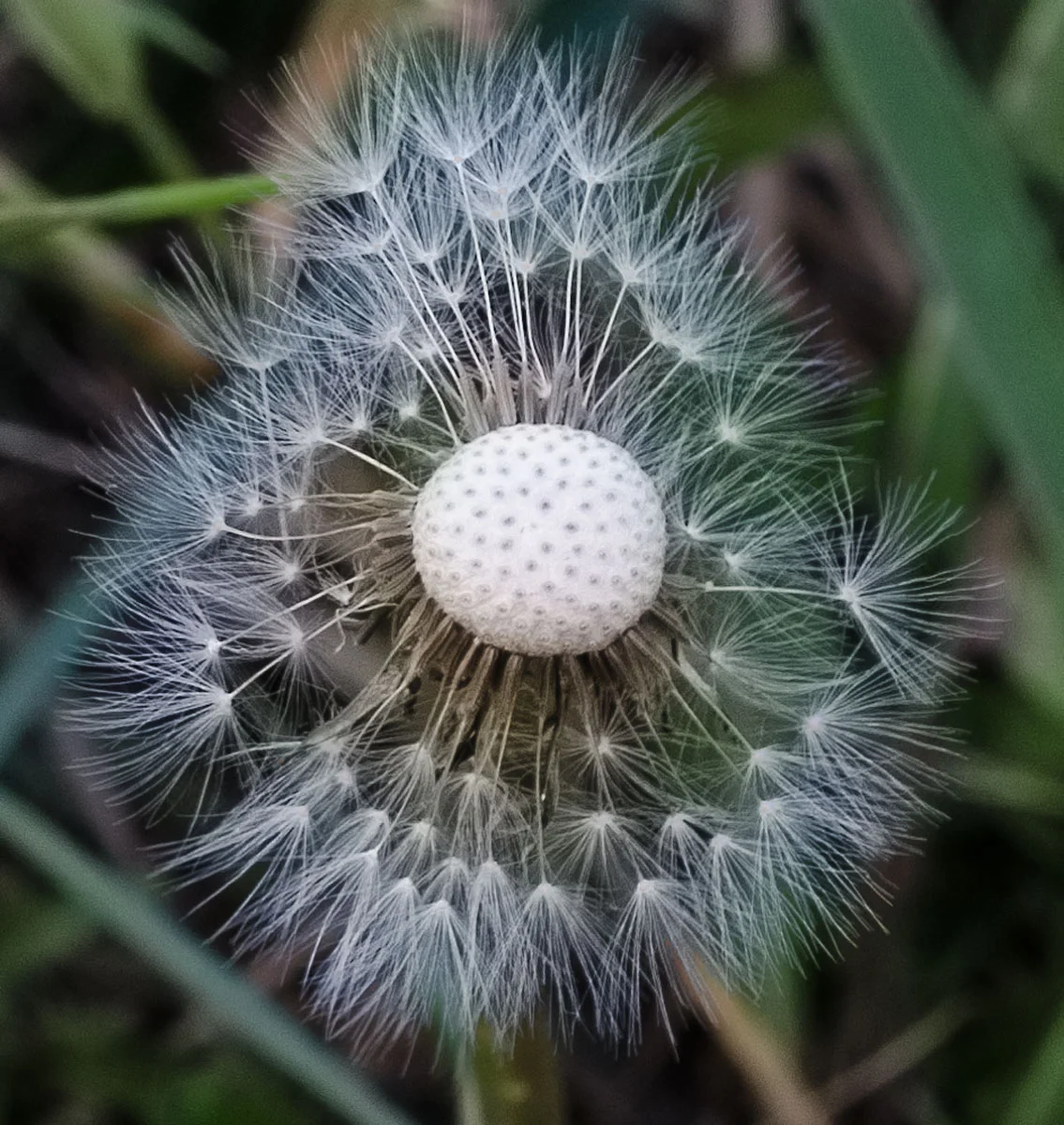 dandelion.jpg