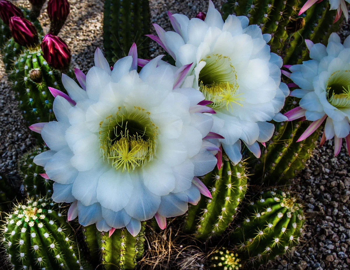 cactus-my-neighborhood_.jpg