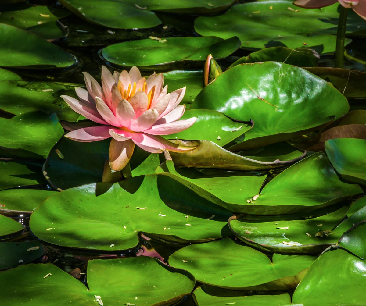 water-lillies-(1).jpg