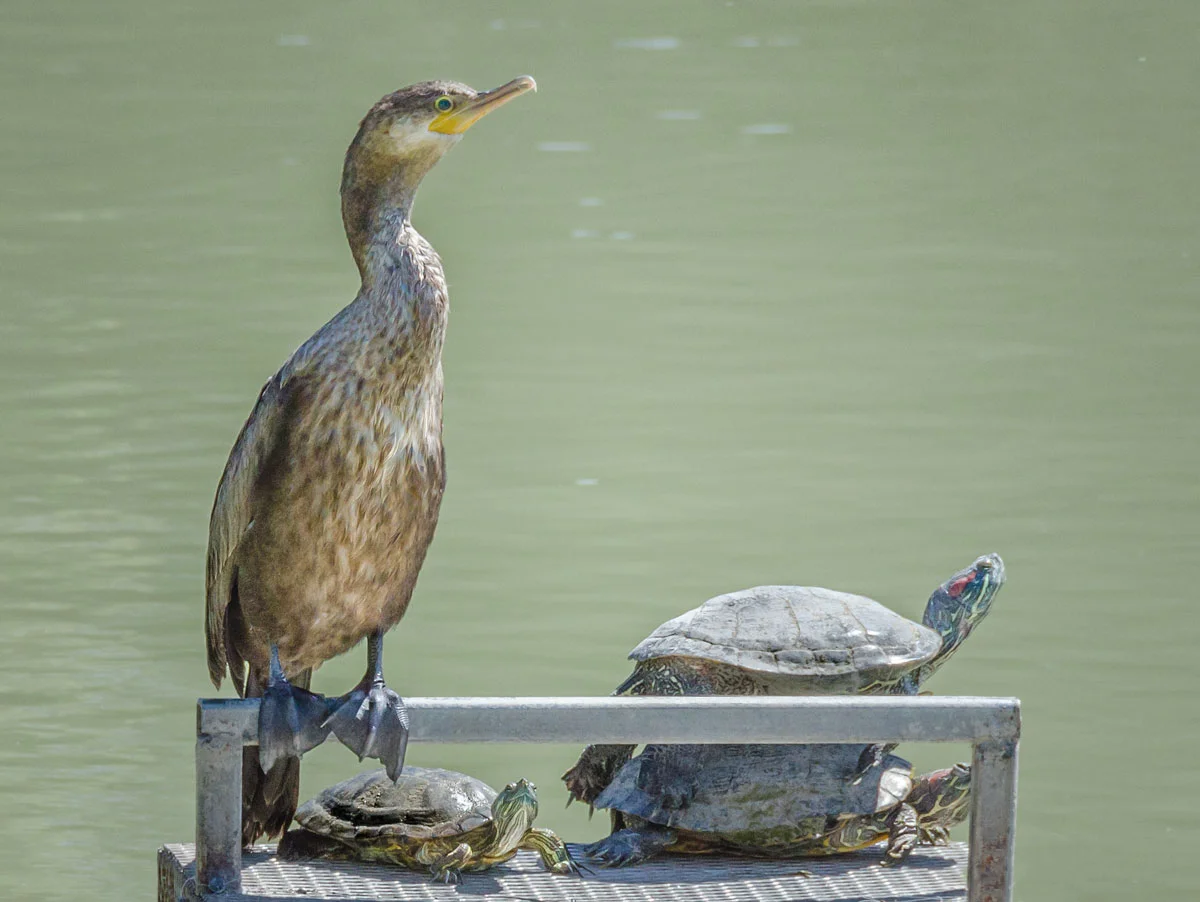 Roadrunner-Park_bird-and-turtles.jpg