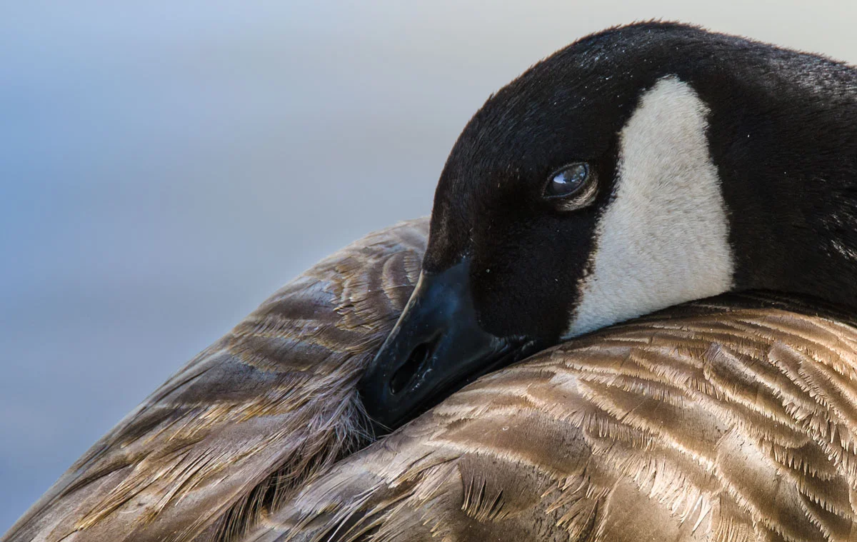Roadrunner-Park-duck-closeup.jpg