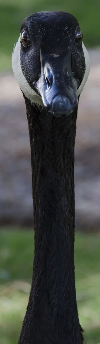 goose_2.jpg