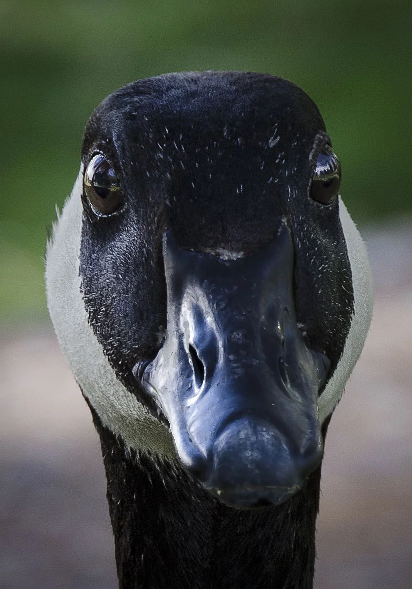 Goose_1.jpg