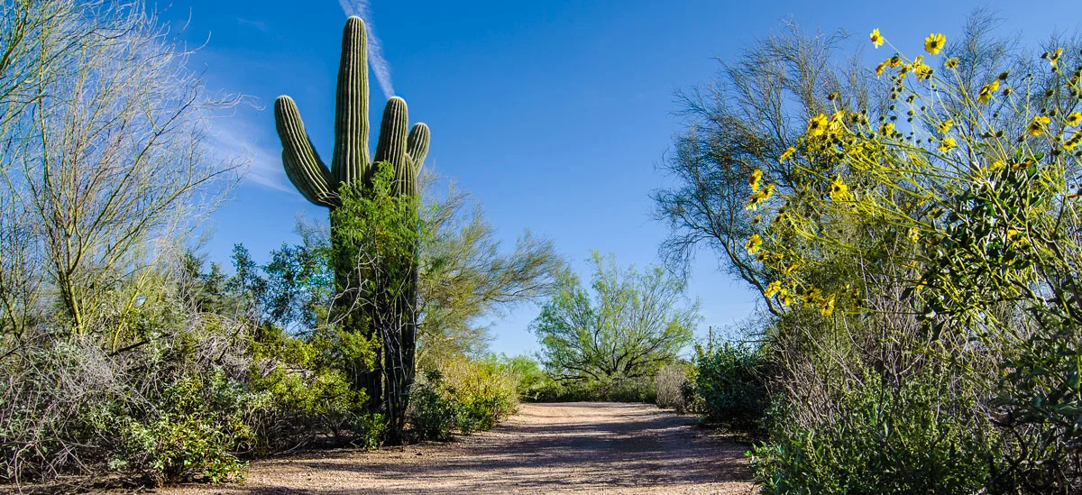 N. Scottsdale, Arizona