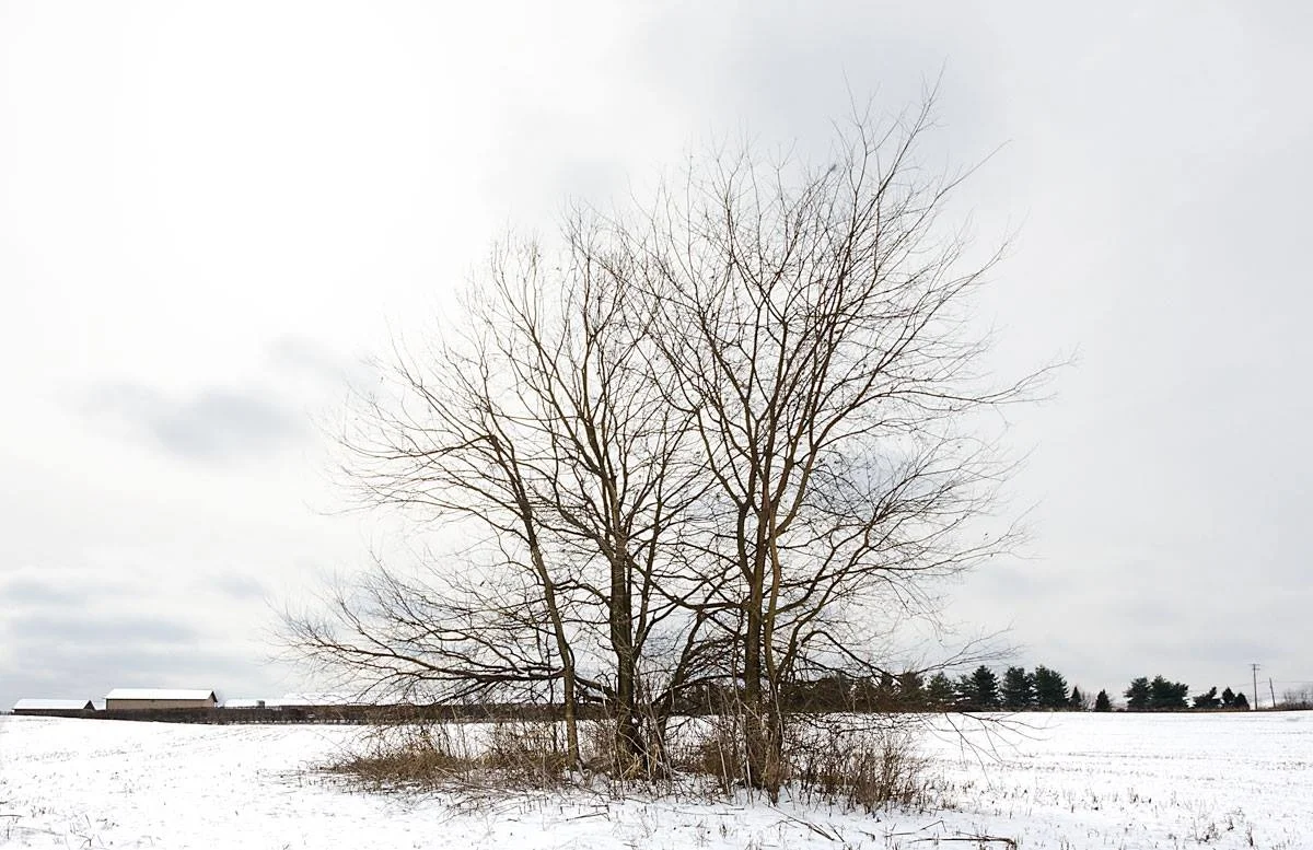 Snowy day in Lexington, Kentucky