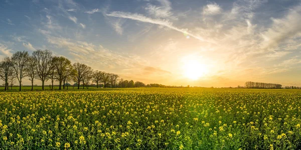 Floral-Sunset-CS-121.jpg