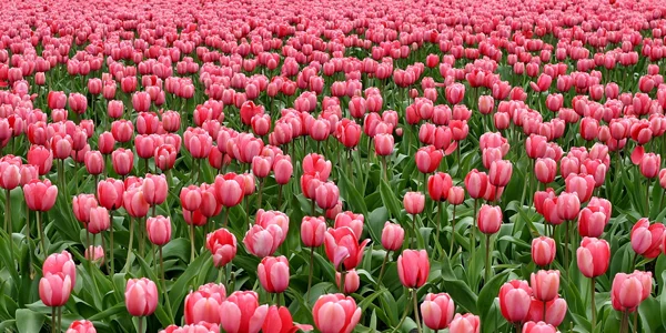 Pink-Flower-Field-CS-126.jpg