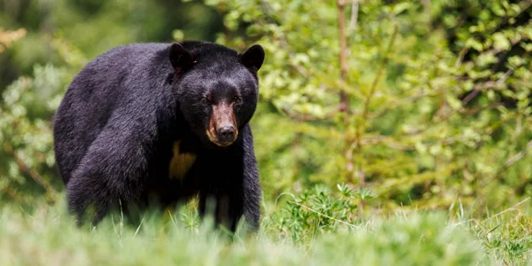 Black-Bear-CS-184.jpg