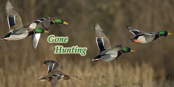 Gone-Hunting-Duck-CS-187.jpg