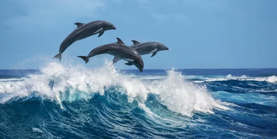 Dolphins-CS-194.jpg