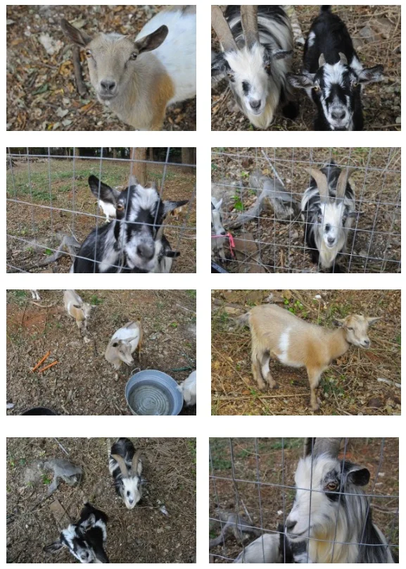 goats.jpeg