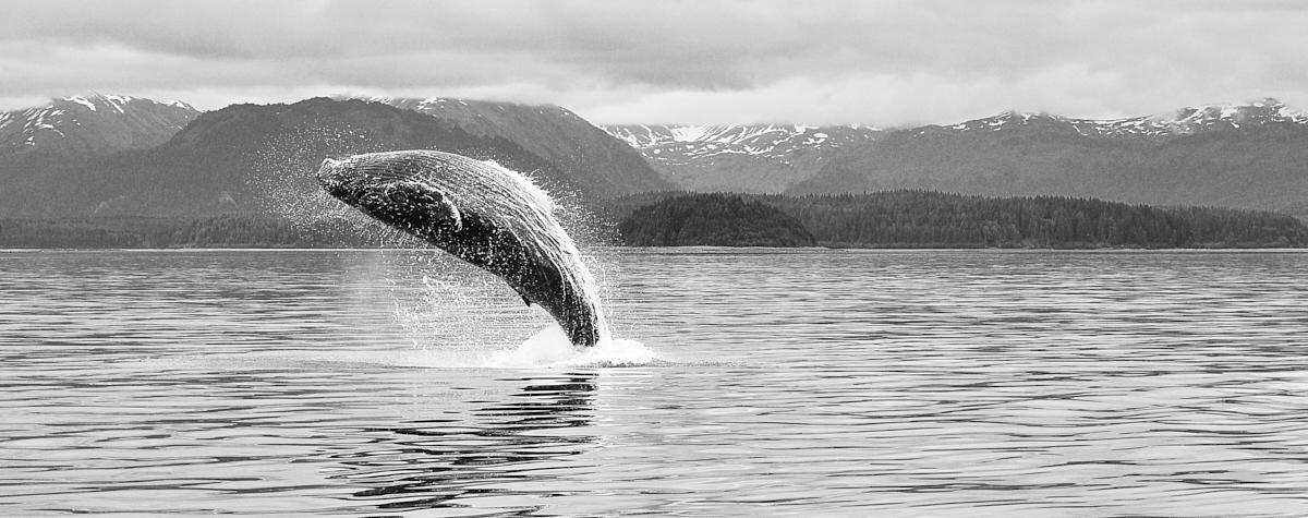 humpback_alaska 1.jpg