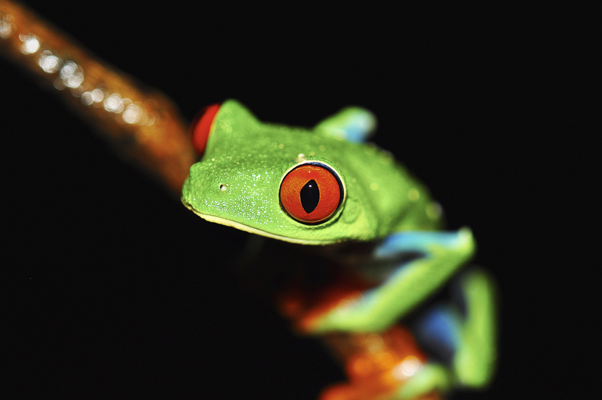 rotaugenfrosch.jpg